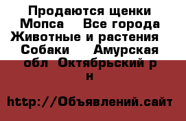 Продаются щенки Мопса. - Все города Животные и растения » Собаки   . Амурская обл.,Октябрьский р-н